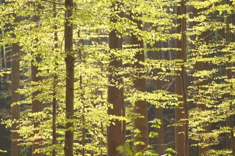 Sunlight in spring beech forest Stock Photos