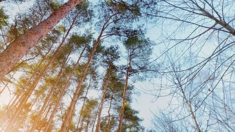 Sunlight in the spring forest Stock Footage 104840857