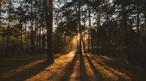 Sunlight in the spring forest Stock-Fotos