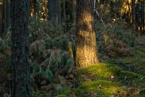 Sunlight on a spruce bark in forest Stock Photos