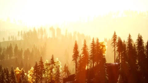 Sunlight in spruce forest in the fog on the background of mountains at sunset Stock Footage 142745562