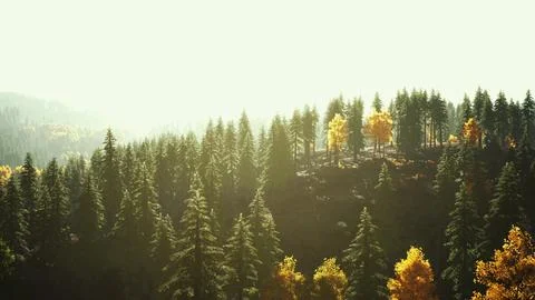 Sunlight in spruce forest in the fog on the background of mountains at sunset Illustrazione stock