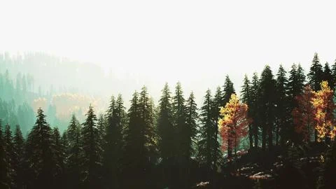 Sunlight in spruce forest in the fog on the background of mountains at sunset Illustrazione stock