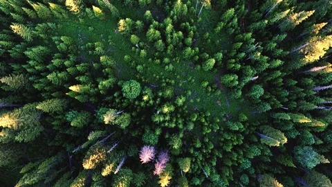 Sunlight in spruce forest in russia , at sunset Stock Footage 73550139