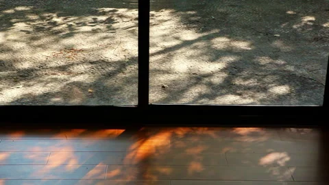 Sunlight streamed through the floor-to-ceiling windows, casting dappled shadows Stock Footage 330634223