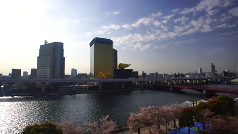 Sunlight Streaming from the Skytree: Cherry Blossoms in Sumida Park and Tobu Stock Footage 330973978