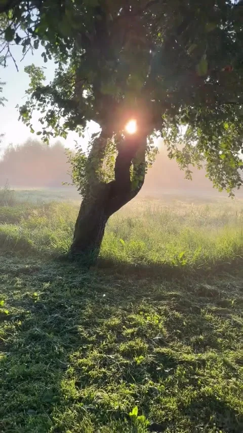 Sunlight Streaming Through Apple Tree in a Misty Morning Meadow Stock-Footage 341318279