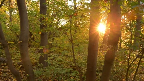 Sunlight streaming through autumn forest trees with warm orange rays at sunset Stock Footage 341886703