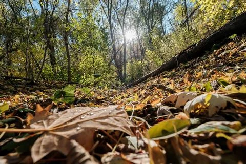 Sunlight Streaming Through Autumn Trees Fall Forest Scene Stock Photos