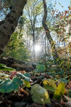 Sunlight Streaming Through Autumn Trees Fall Forest Scene. Stock Photos