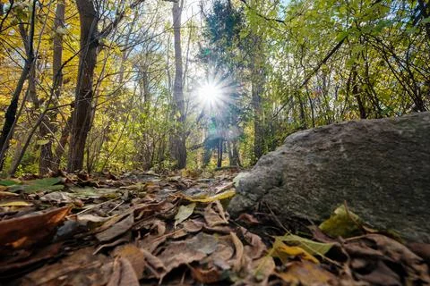 Sunlight Streaming Through Autumn Trees Fall Forest Scene. Stock Photos