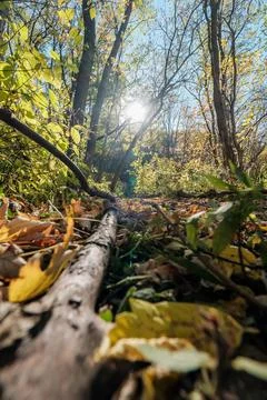 Sunlight Streaming Through Autumn Trees Fall Forest Scene Stock Photos