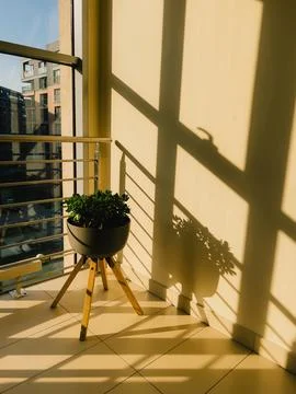 Sunlight streaming through balcony window creates strong shadows of potted plant Foto stock