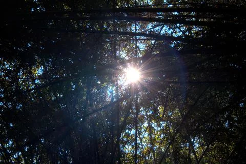 Sunlight Streaming Through a Bamboo Canopy in an Artistic Forest Perspective Stock Photos