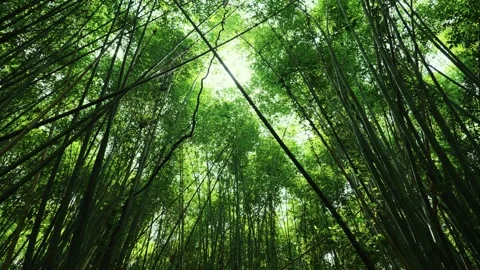 Sunlight Streaming Through a Bamboo Forest Grove in a Serene Natural Setting Stock Footage 341877120