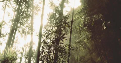 Sunlight streaming through bamboo forest in tranquil nature setting Ilustração Stock