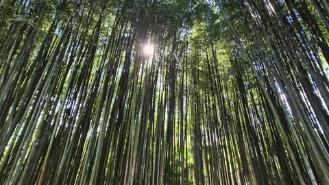 Sunlight streaming through bamboo thickets in a grove Stock-Footage 306617076