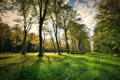 Sunlight Streaming Through a Beautiful Autumn Park Stock Photos