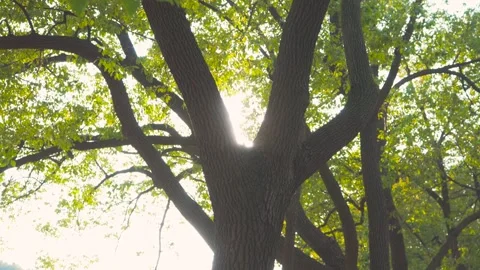 Sunlight streaming through the branches of a large oak tree in autumn Stock Footage 341930037