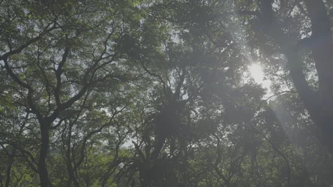 Sunlight Streaming Through Dense Forest Canopy Pan Shot Stock Footage 344249767