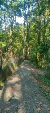 Sunlight Streaming Through Dense Forest Canopy Along Peaceful Walking Trail Stock Photos