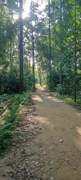 Sunlight Streaming Through Dense Forest Canopy Along Peaceful Walking Trail Stock Photos