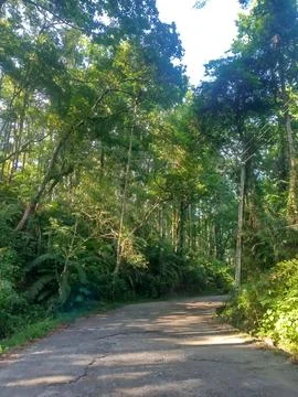 Sunlight Streaming Through Dense Forest Canopy Along Peaceful Walking Trail Stock Photos