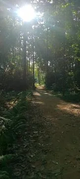 Sunlight Streaming Through Dense Forest Canopy Along Peaceful Walking Trail Stock Photos