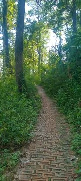 Sunlight Streaming Through Dense Forest Canopy Along Peaceful Walking Trail Stock Photos