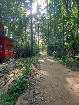 Sunlight Streaming Through Dense Forest Canopy Along Peaceful Walking Trail Stock Photos