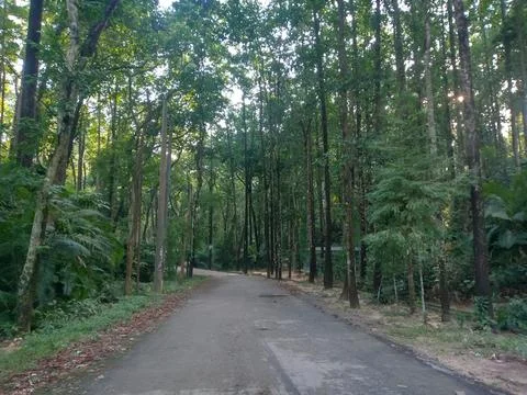 Sunlight Streaming Through Dense Forest Canopy Along Peaceful Walking Trail Stock Photos