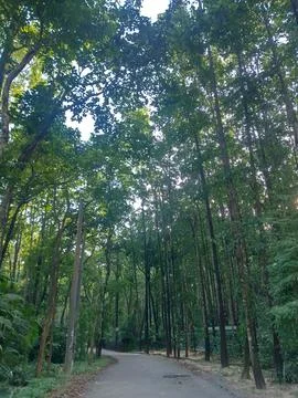 Sunlight Streaming Through Dense Forest Canopy Along Peaceful Walking Trail Stock Photos