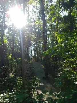 Sunlight Streaming Through Dense Forest Canopy Along Peaceful Walking Trail Stock Photos
