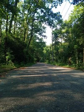 Sunlight Streaming Through Dense Forest Canopy Along Peaceful Walking Trail Stock Photos