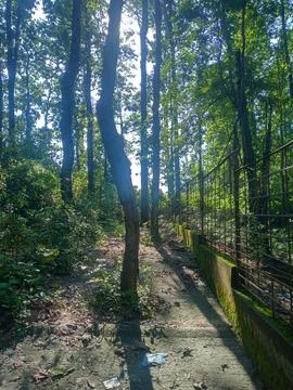 Sunlight Streaming Through Dense Forest Canopy Along Peaceful Walking Trail Stock Photos