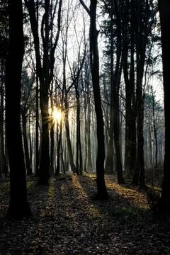 Sunlight streaming through dense forest trees Stock Photos