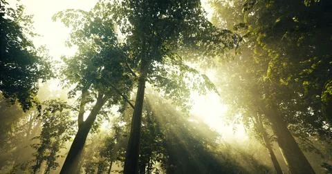 Sunlight streaming through dense tree canopy in tranquil forest setting Stock Illustration