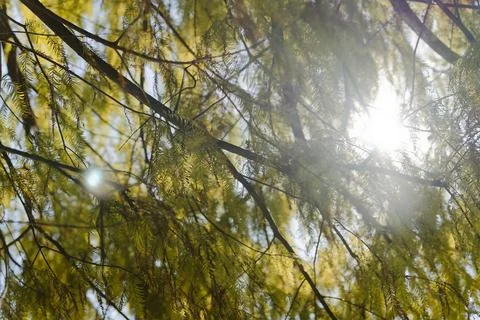 Sunlight Streaming Through Dense Willow Branches Backlit Upward View 写真素材