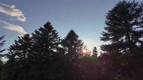 Sunlight Streaming Through Evergreen Forest at Sunset Stock Footage 295209022