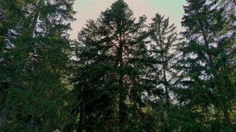 Sunlight Streaming Through Evergreen Forest Under Bright Blue Sky Stock Footage 295215961