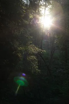 Sunlight Streaming Through Evergreen Forest at Golden Hour Stock Photos