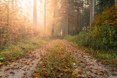 Sunlight is streaming through a fall colored forest with an idyllic rural road. Stock Photos