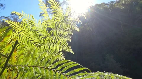 Sunlight Streaming Through Fern Fronds in Australian Rainforest Stock Footage 341835641