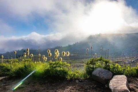 Sunlight streaming through fluffy white clouds and fluffy yellow flowers Stock Photos