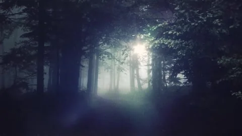 Sunlight Streaming Through Foggy Forest Trees Stock Footage 346038355