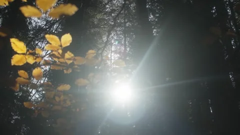 Sunlight Streaming Through Forest and Autumn Leaves Stock Footage 288902870