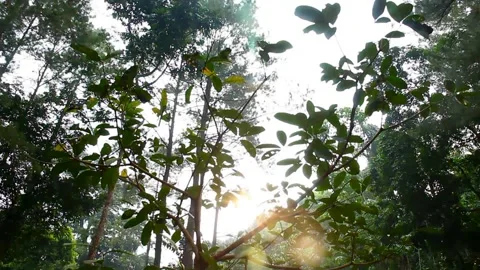Sunlight Streaming Through the Forest Canopy Stock Footage 307269511