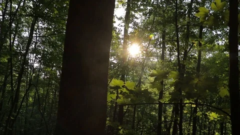 Sunlight Streaming Through Forest 库存影片 122548125