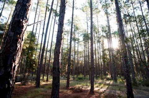 Sunlight streaming through forest Stock Photos