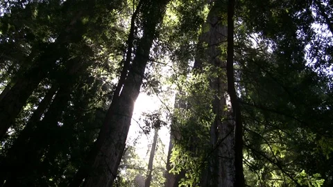 Sunlight Streaming Through Forest in San Francisco Bay Area Stock Footage 107498707